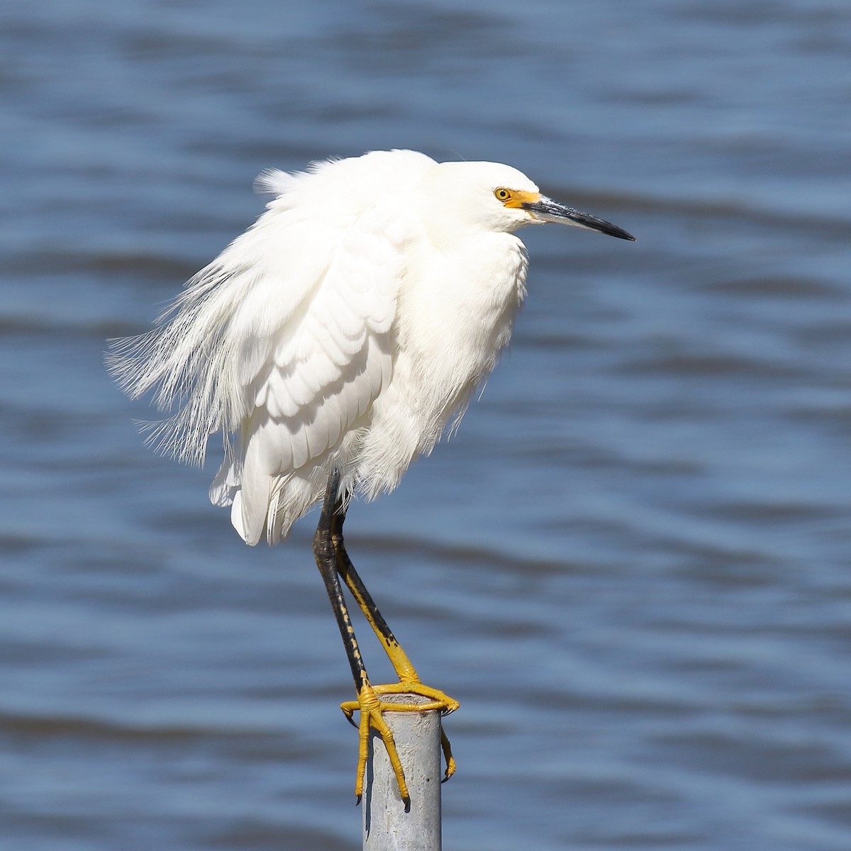 Snowy Egret - ML639883134