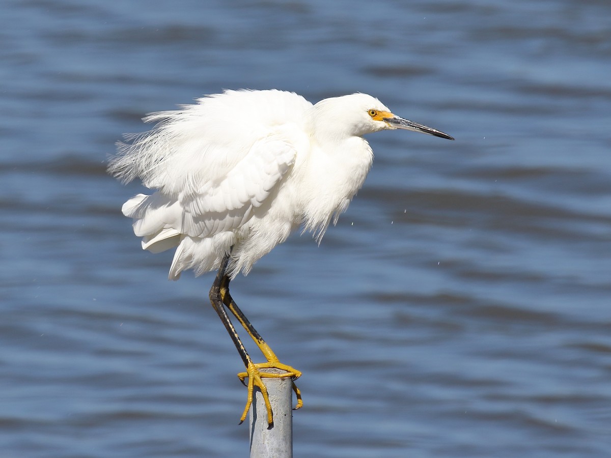 Snowy Egret - ML639883137