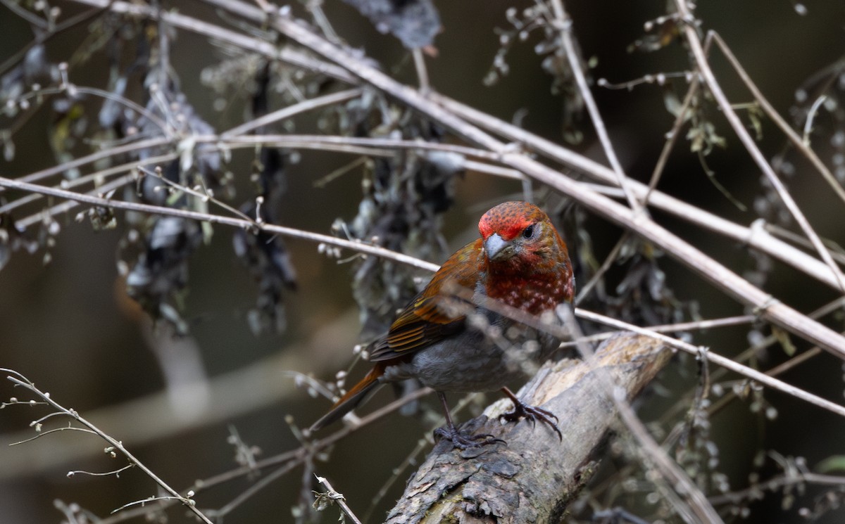 Crimson-browed Finch - ML639883169