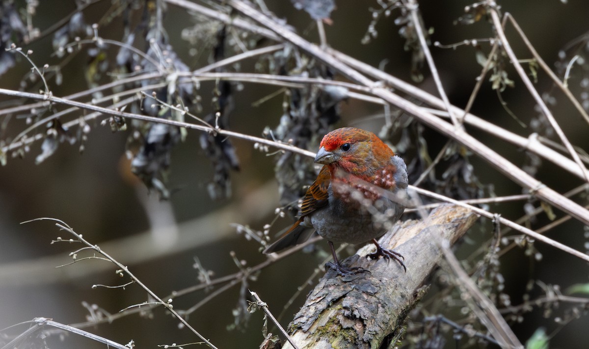 Crimson-browed Finch - ML639883170