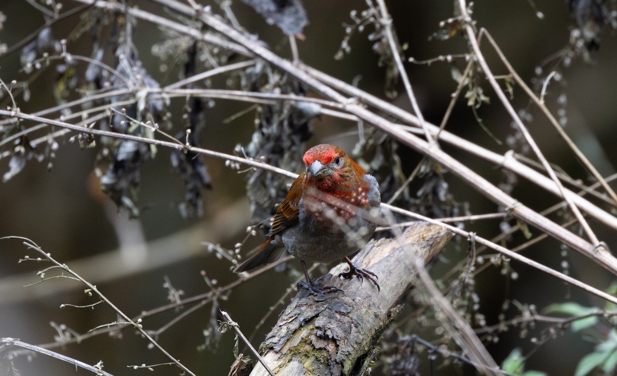Crimson-browed Finch - ML639883171