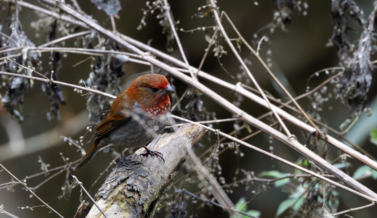Crimson-browed Finch - ML639883172