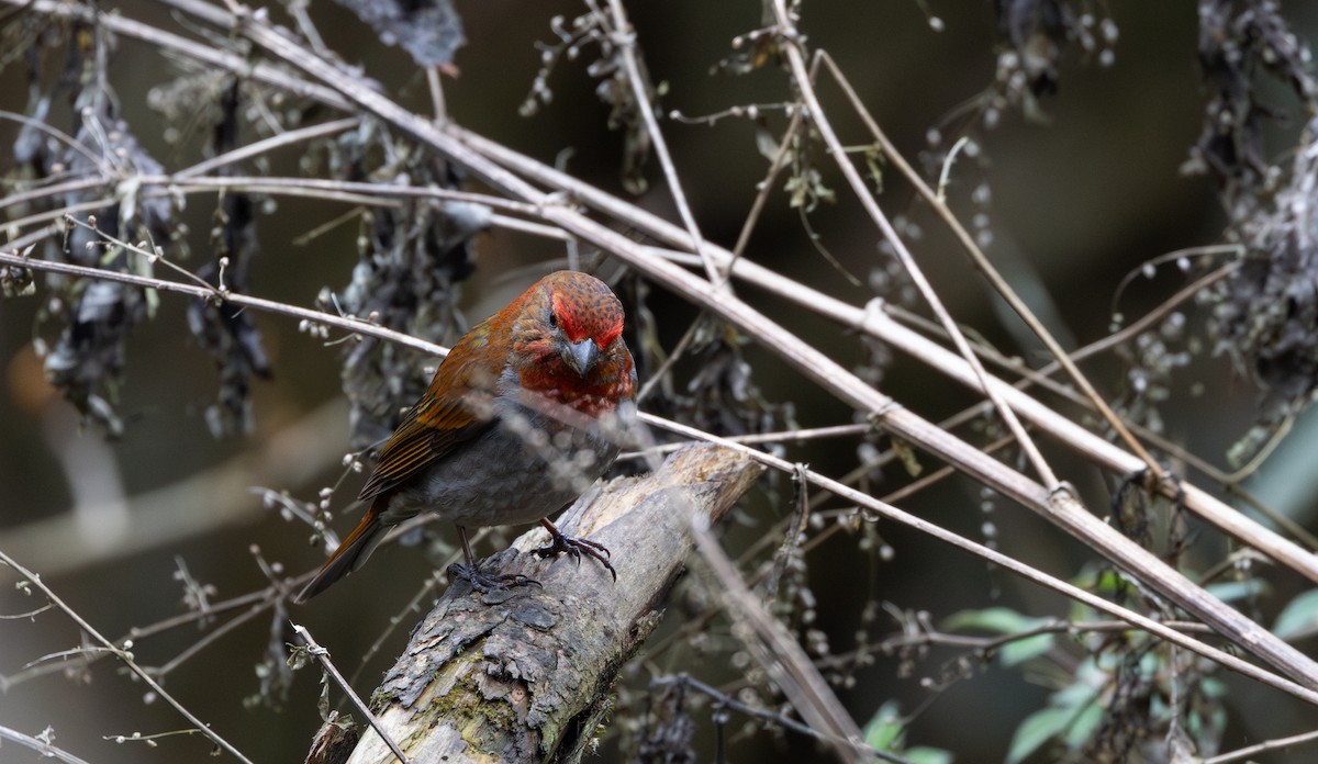 Crimson-browed Finch - ML639883177