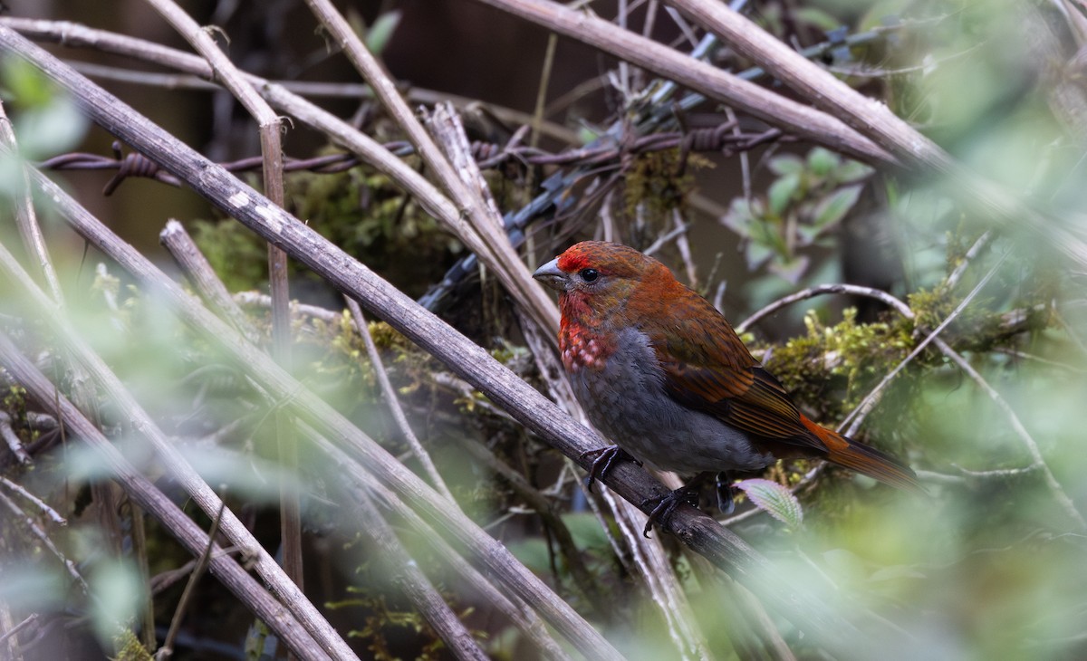 Crimson-browed Finch - ML639883180