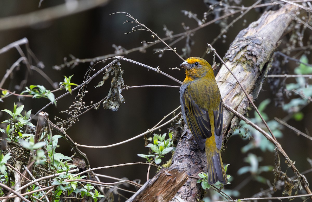 Crimson-browed Finch - ML639883199