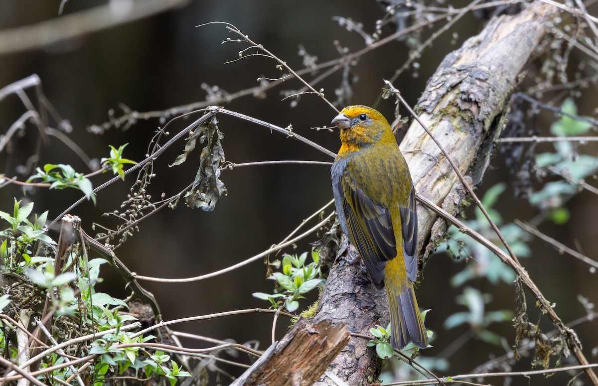 Crimson-browed Finch - ML639883200
