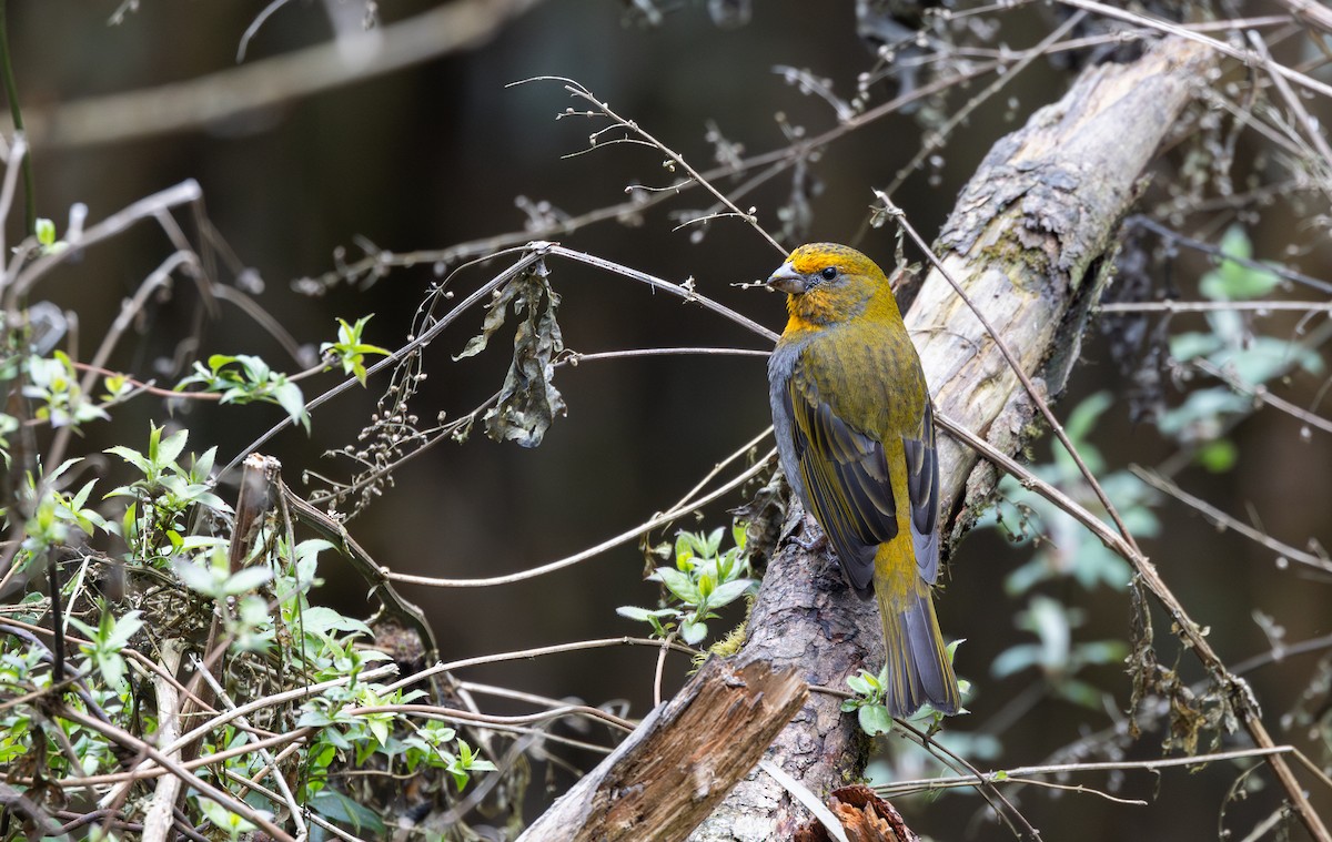 Crimson-browed Finch - ML639883201