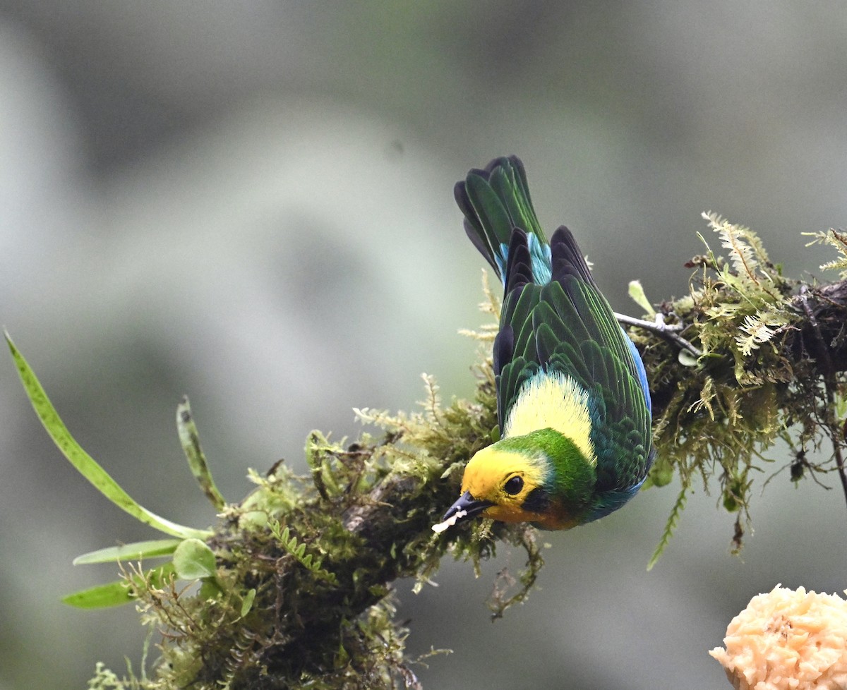 Multicolored Tanager - ML639883245