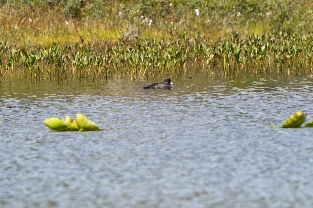 Barrow's Goldeneye - ML639883274