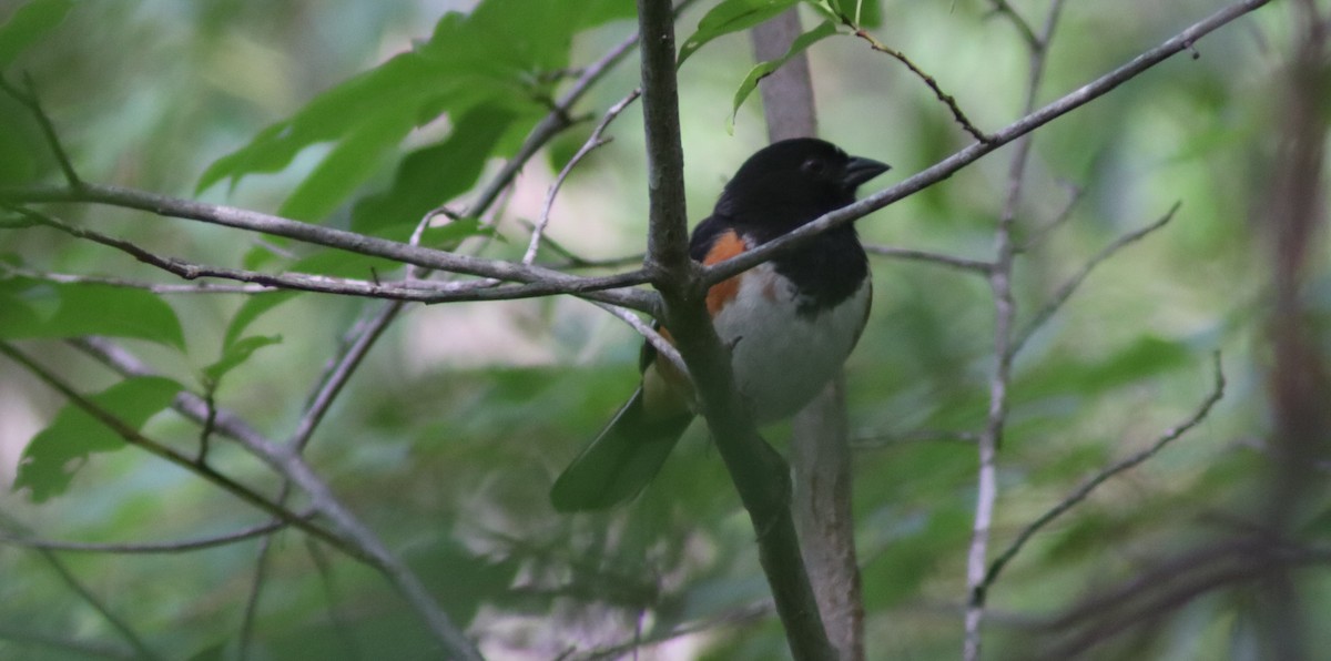 Eastern Towhee - ML639883280