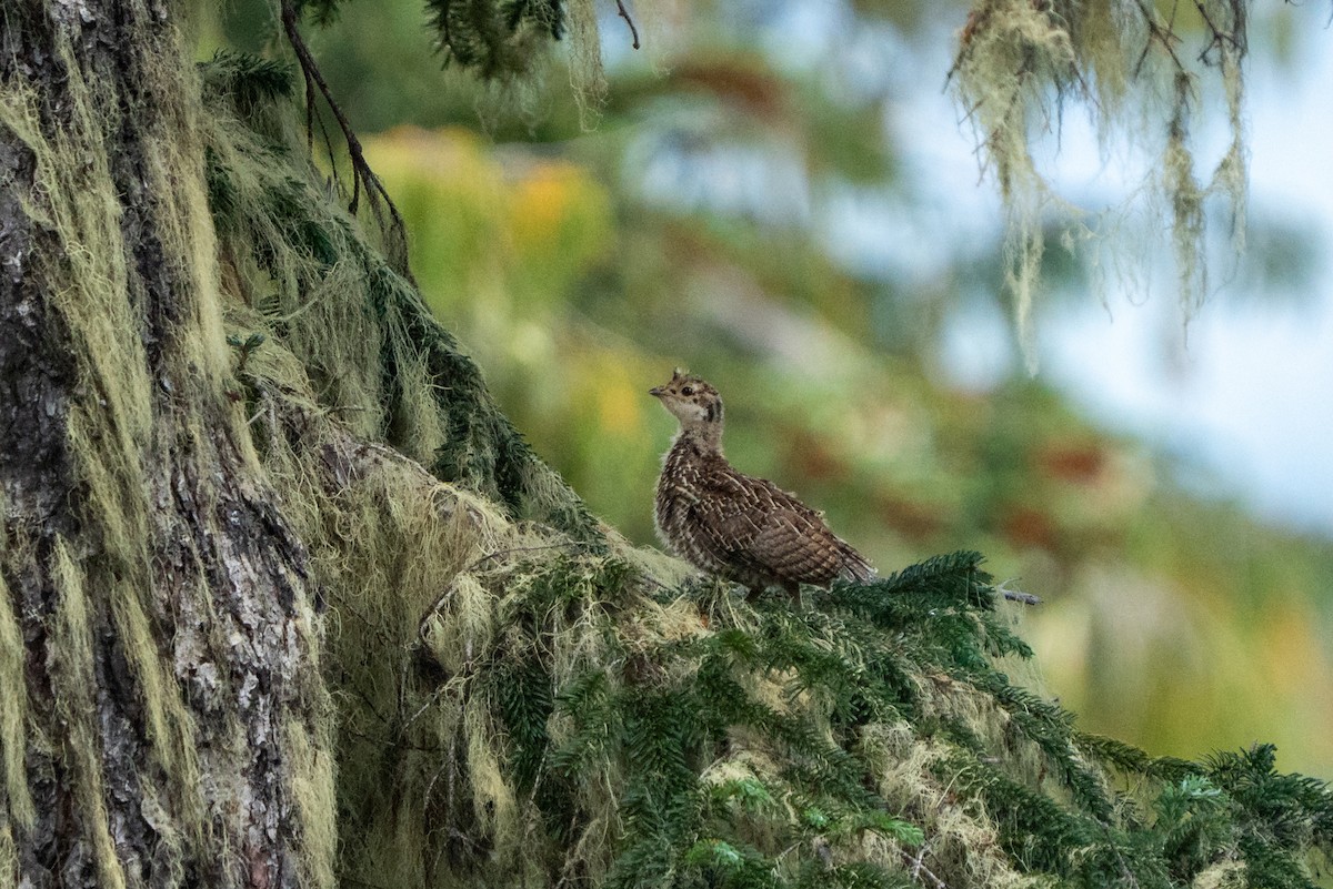 Sooty Grouse - ML639883290
