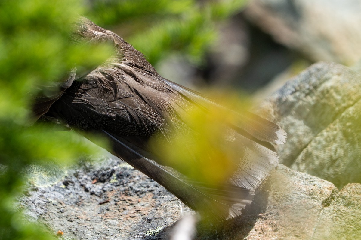 Sooty Grouse - ML639883291