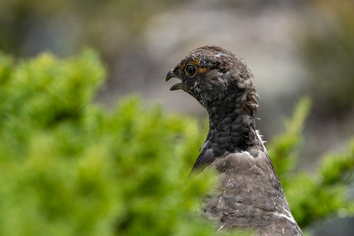 Sooty Grouse - ML639883292