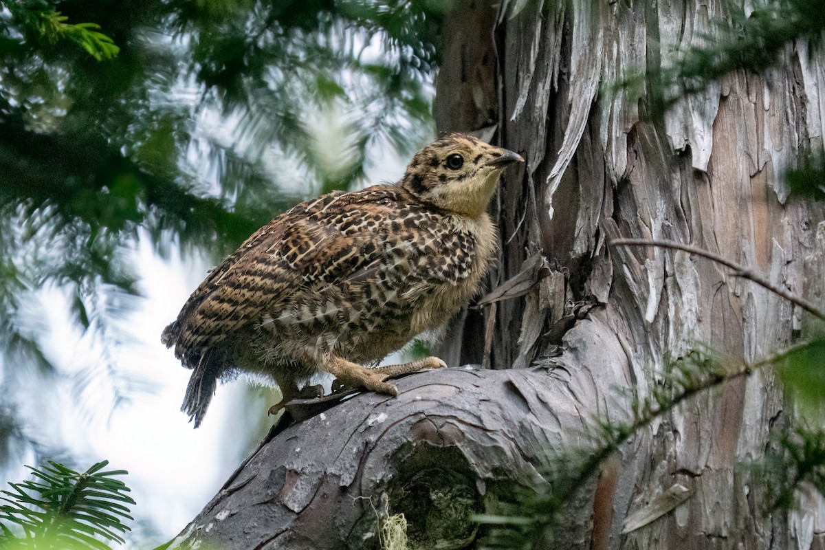 Sooty Grouse - ML639883293