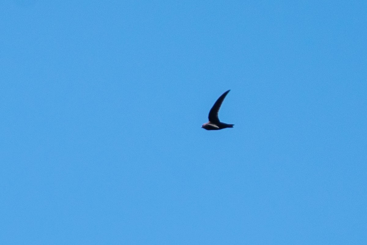 Black Swift - ML639883298
