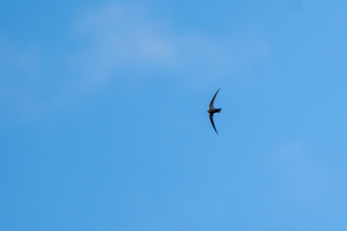 Black Swift - ML639883299
