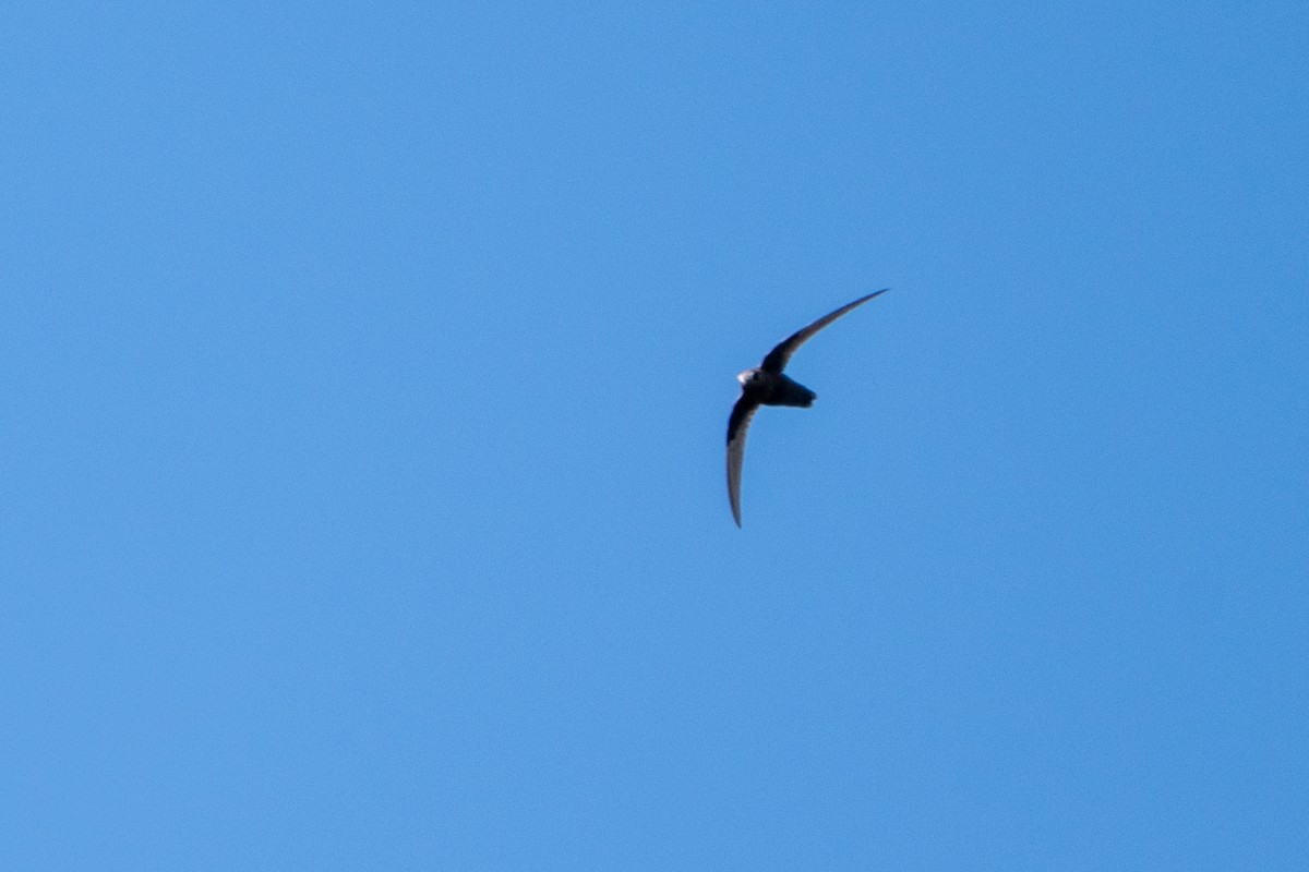 Black Swift - ML639883300