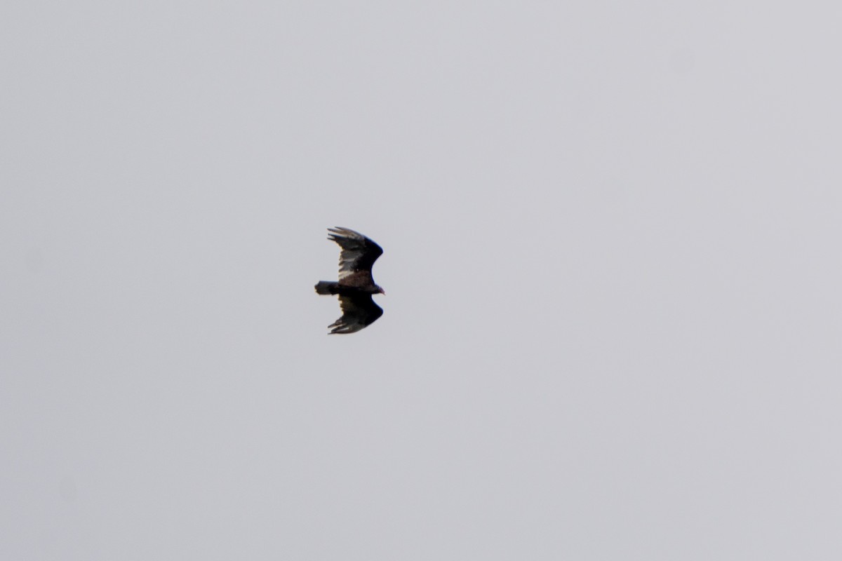 Turkey Vulture - ML639883309