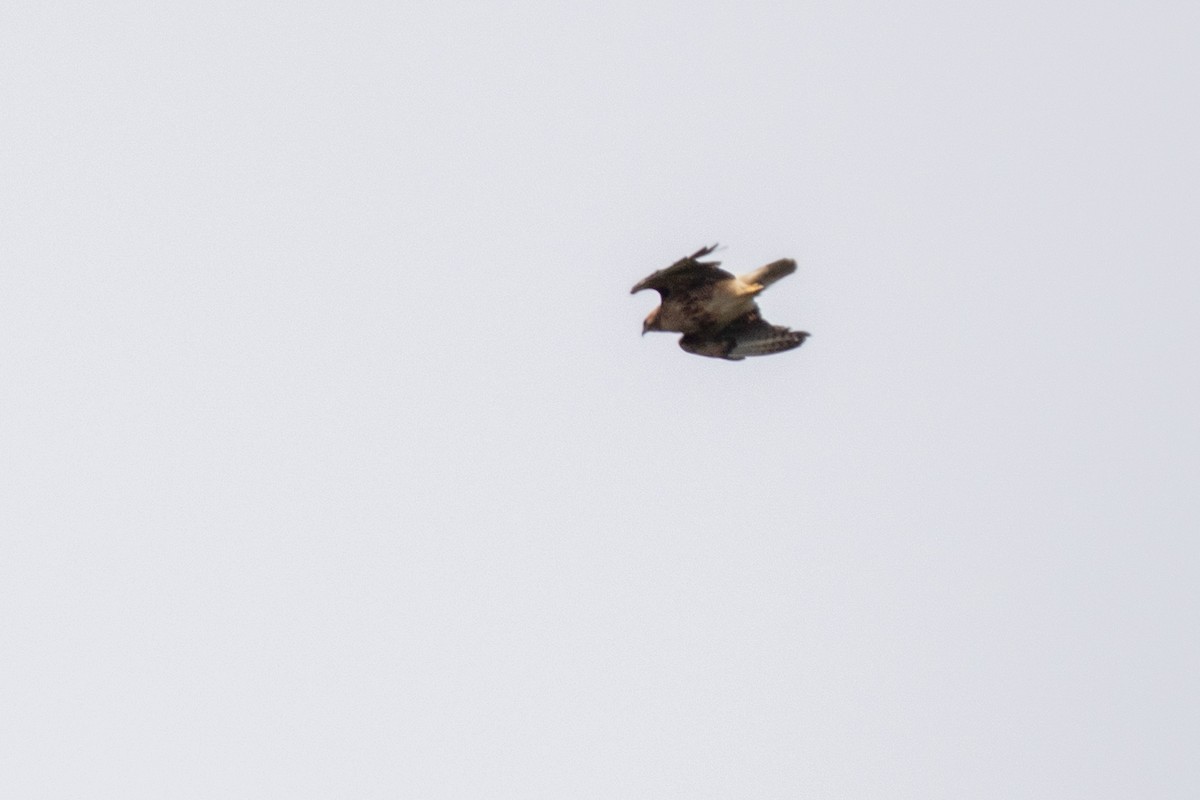 Red-tailed Hawk - ML639883314