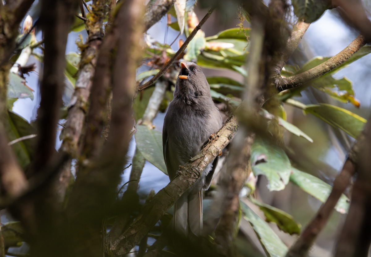Grand Paradoxornis - ML639883339