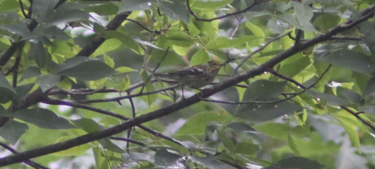 Black-throated Green Warbler - ML639883353