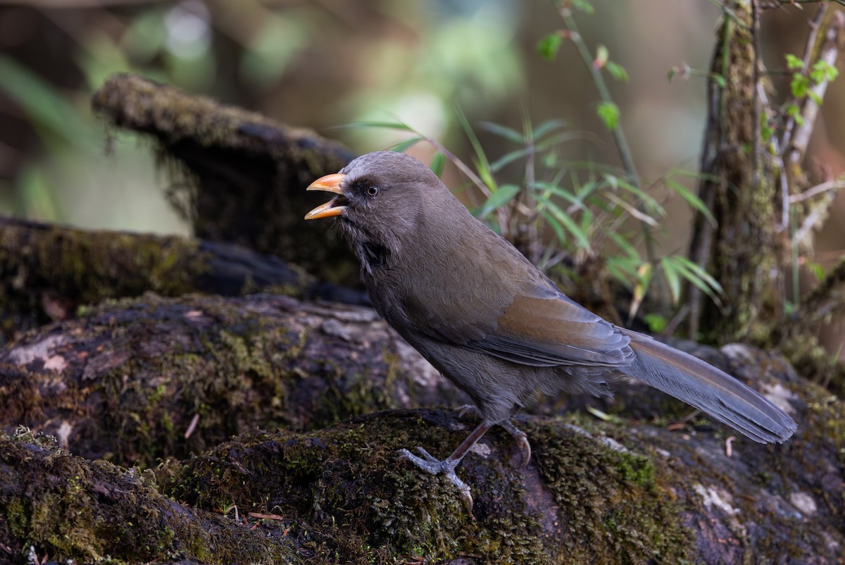 Grand Paradoxornis - ML639883358
