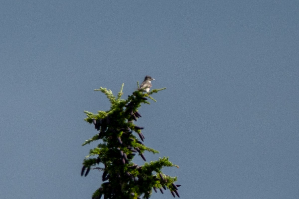 Olive-sided Flycatcher - ML639883360