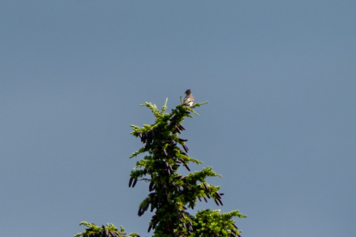 Olive-sided Flycatcher - ML639883361