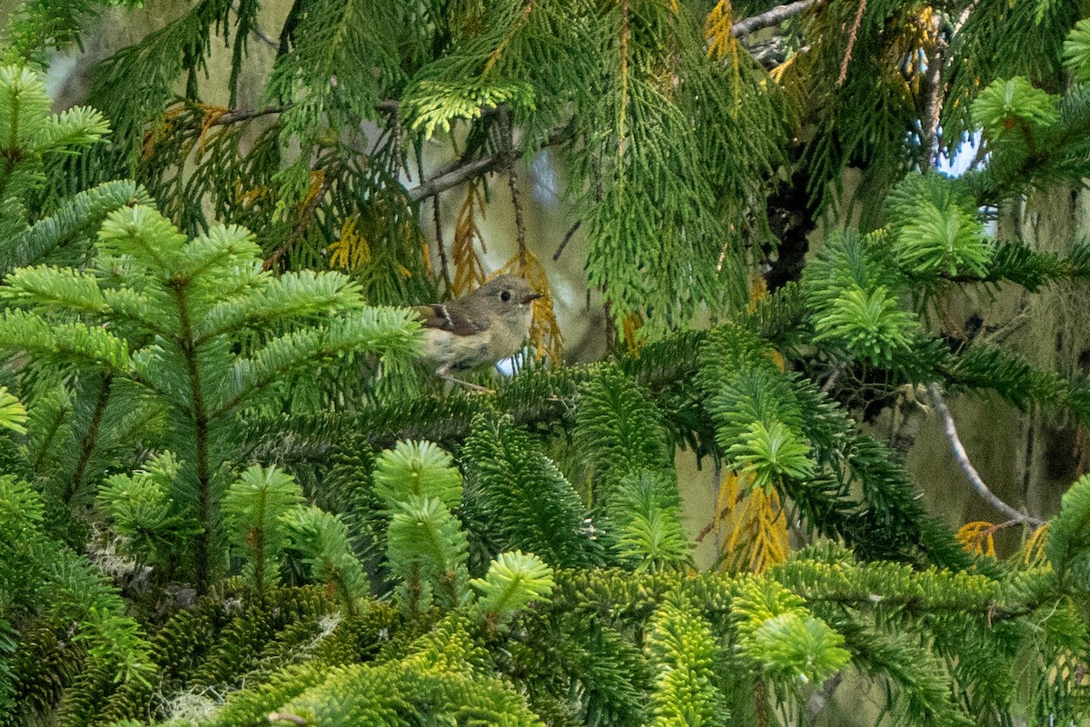 Ruby-crowned Kinglet - ML639883406