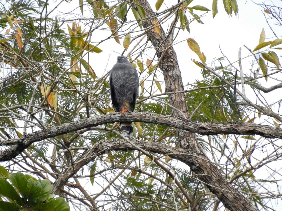 Crane Hawk - ML639883419