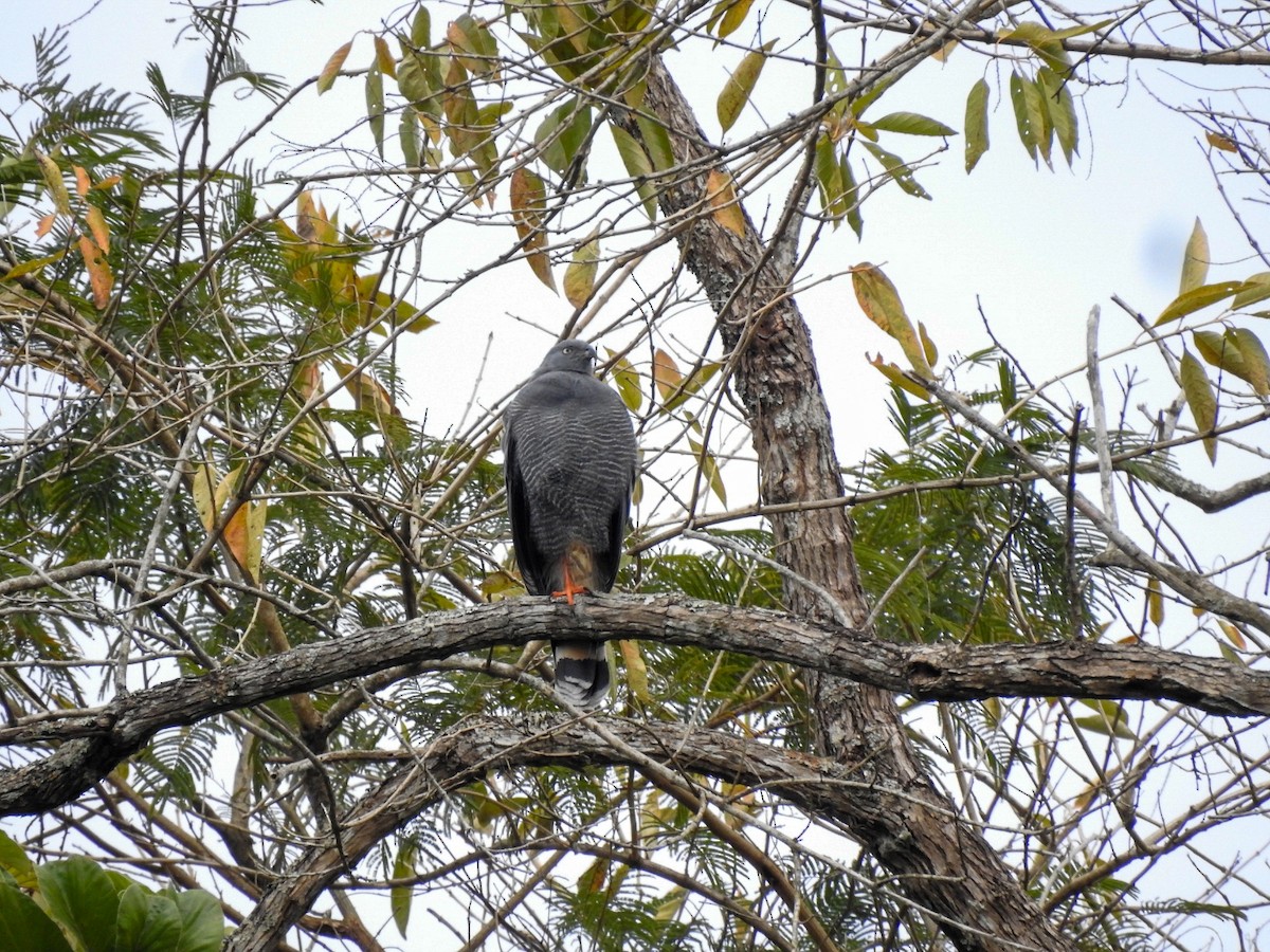 Crane Hawk - ML639883420