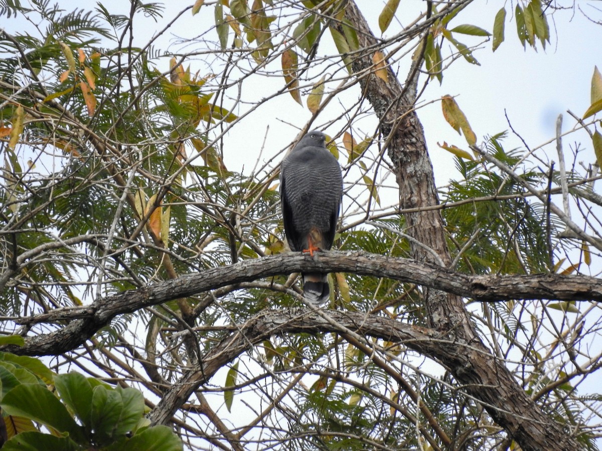 Crane Hawk - ML639883421