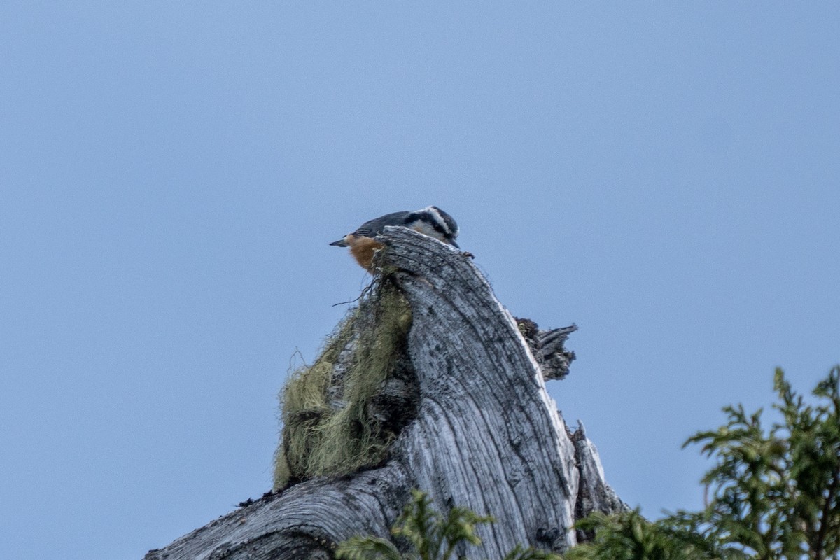 Red-breasted Nuthatch - ML639883422