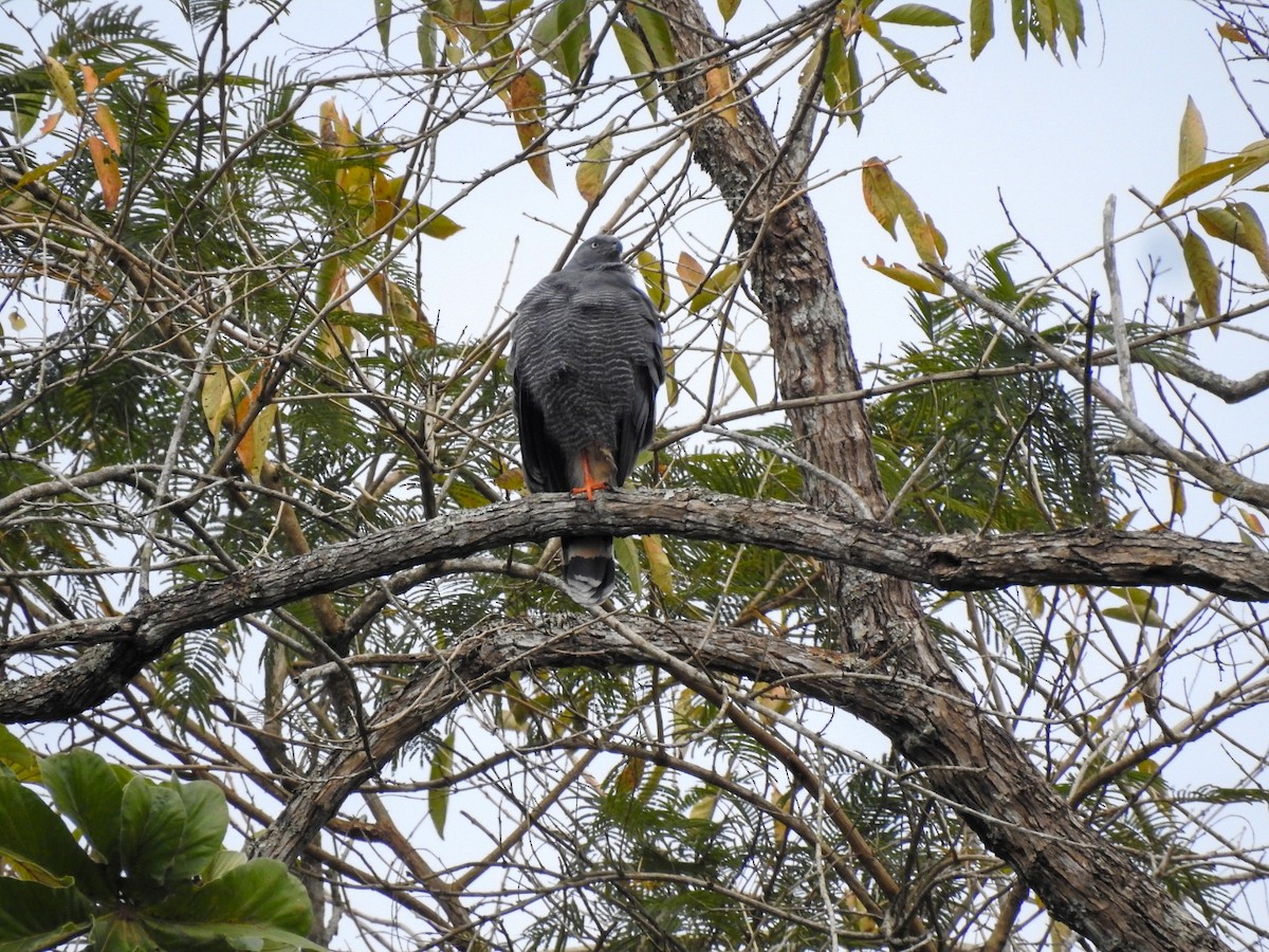 Crane Hawk - ML639883423