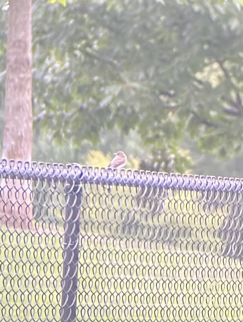 Eastern Wood-Pewee - ML639883426