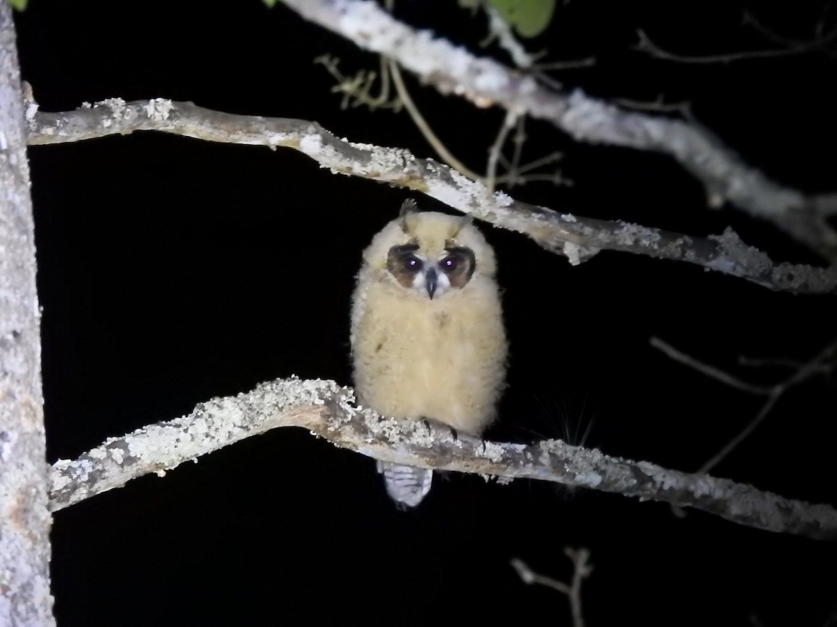 Striped Owl - ML639883431