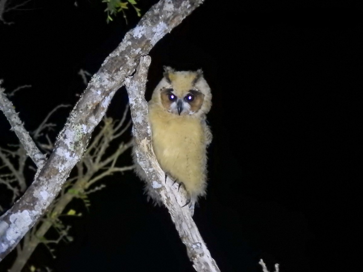 Striped Owl - ML639883432