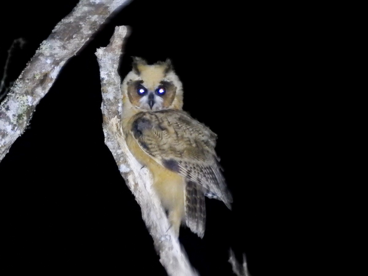 Striped Owl - ML639883433