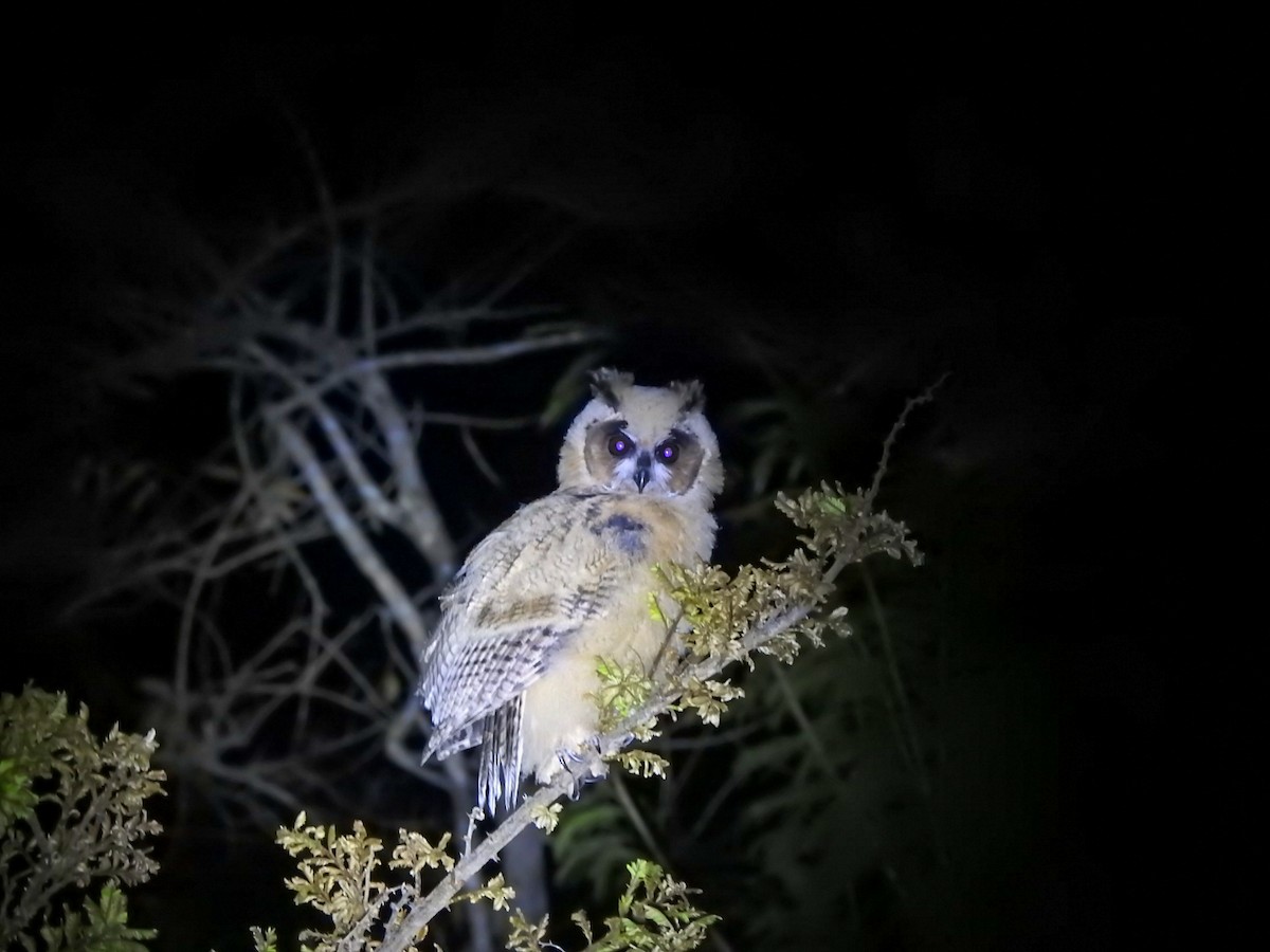 Striped Owl - ML639883434