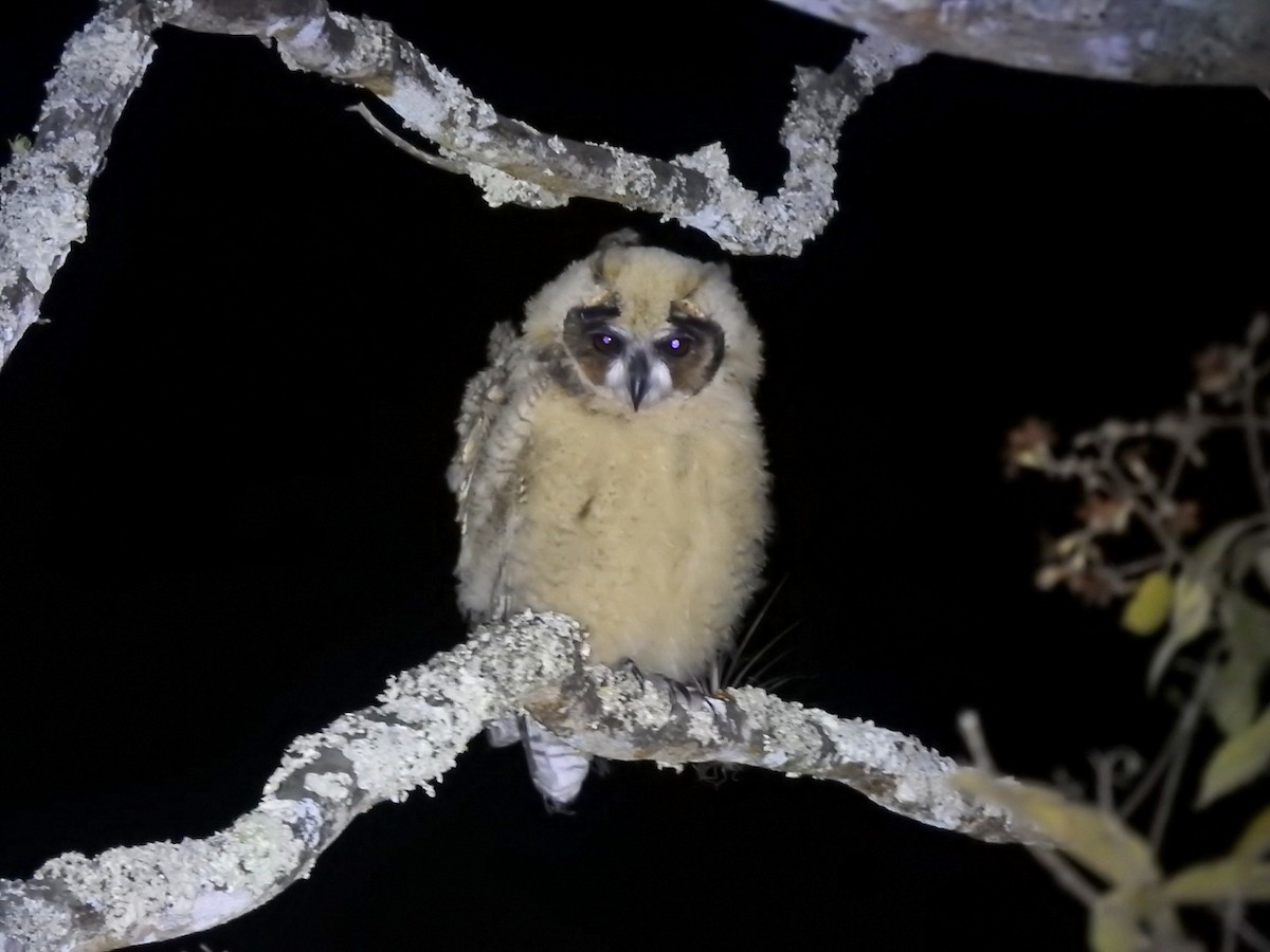 Striped Owl - ML639883435