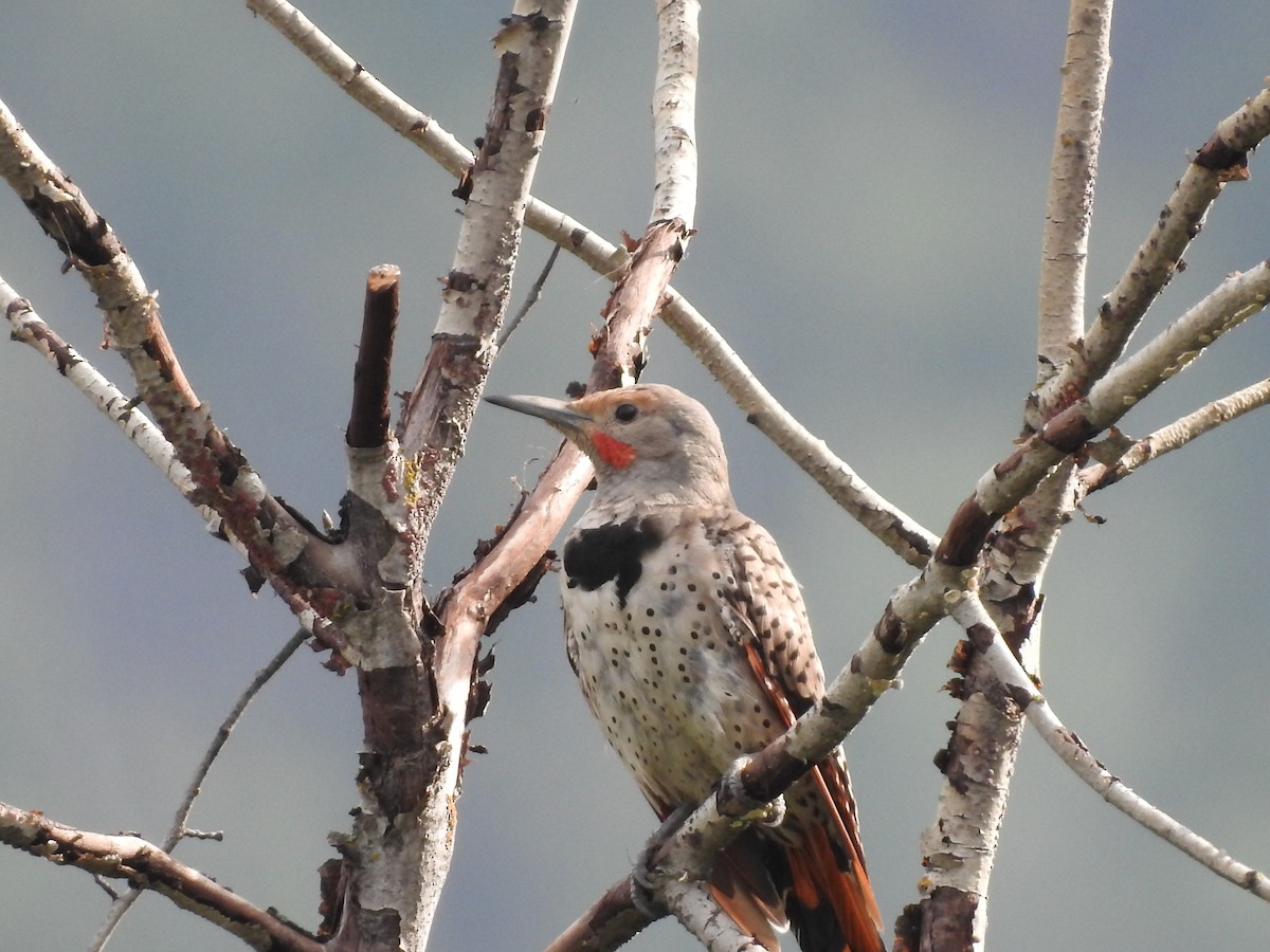 Carpintero Escapulario - ML639883446