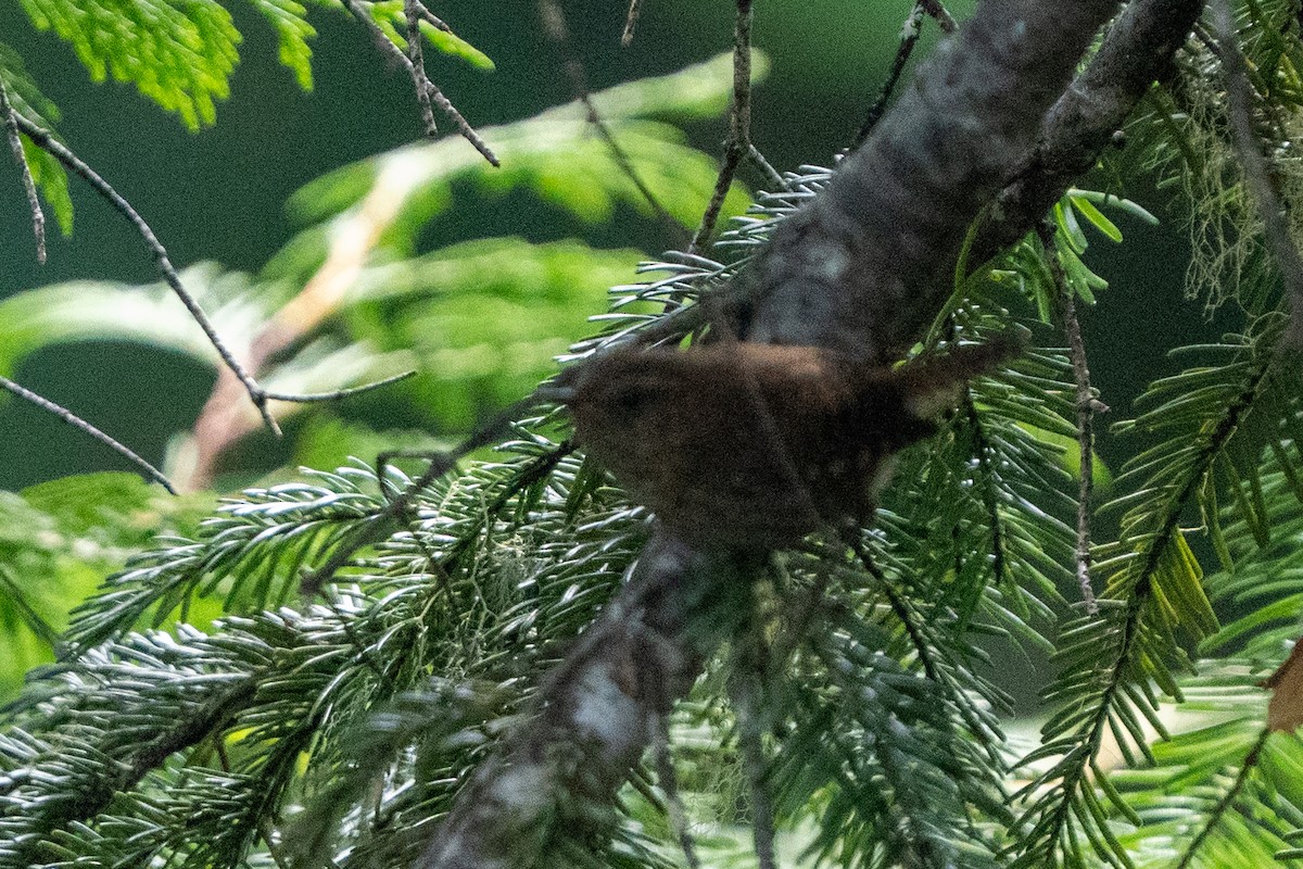 Pacific Wren - ML639883452