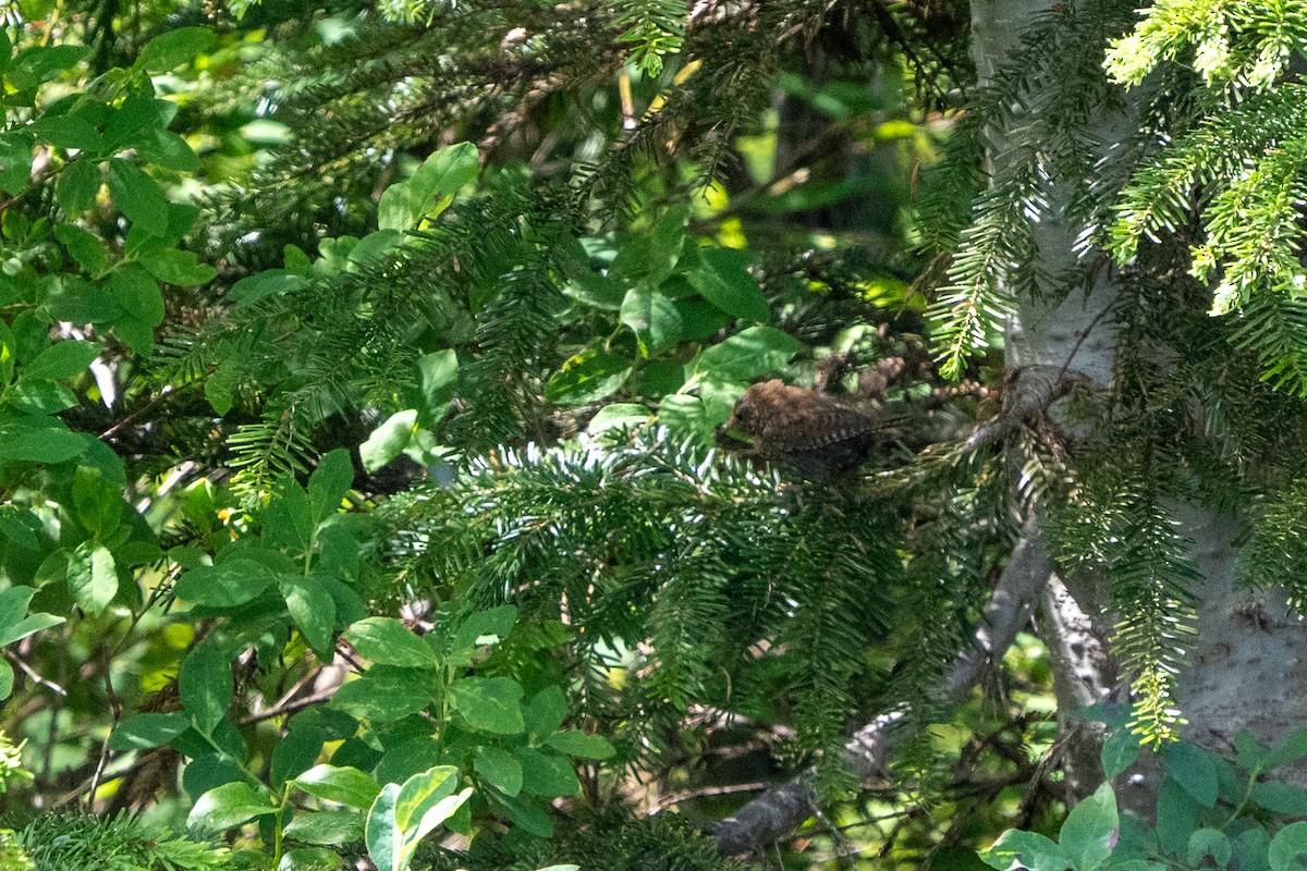 Pacific Wren - ML639883453