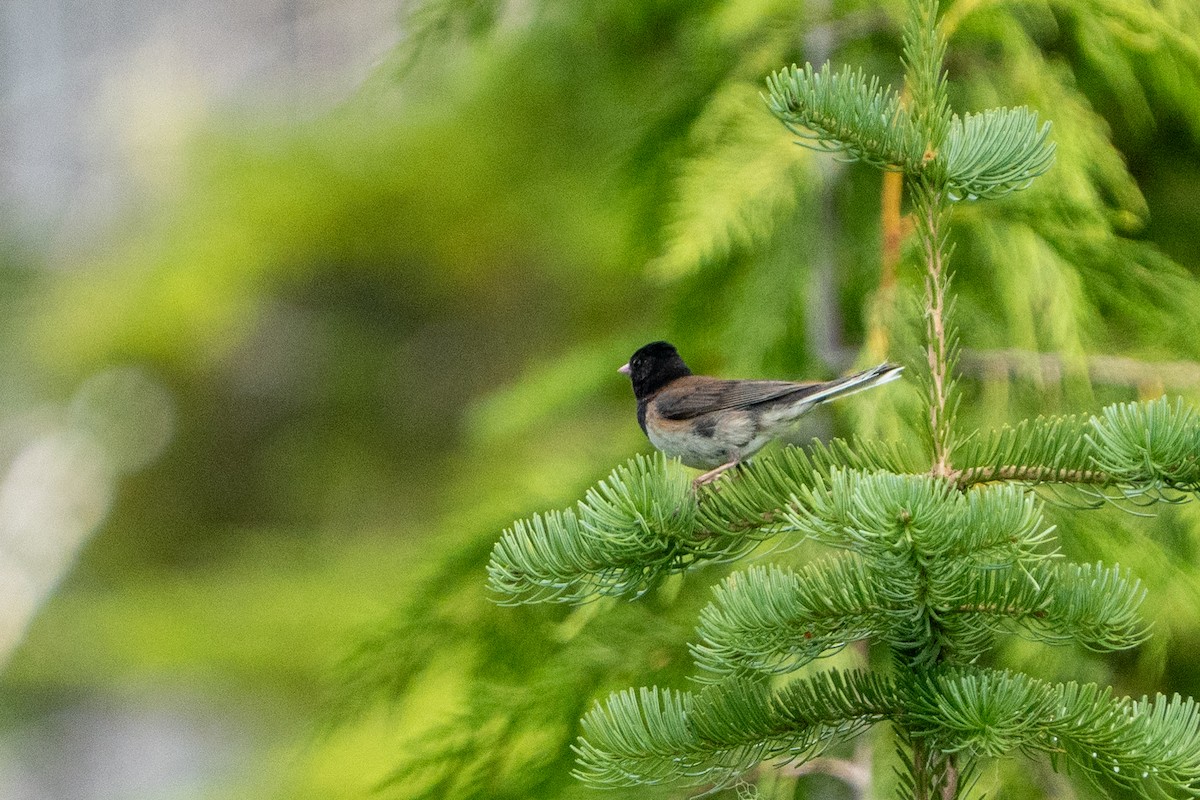 Dark-eyed Junco - ML639883464