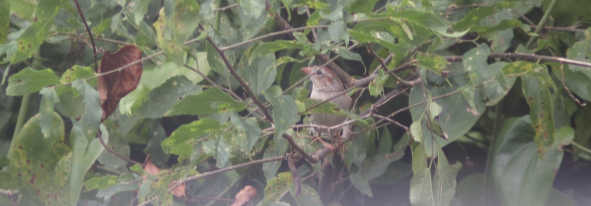 Field Sparrow - ML639883491