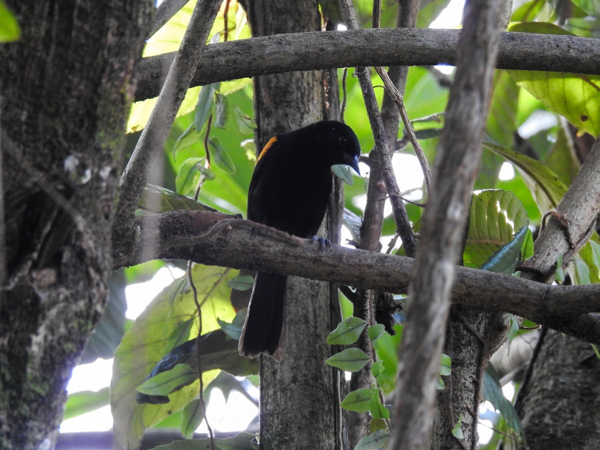 Variable Oriole - ML639883530