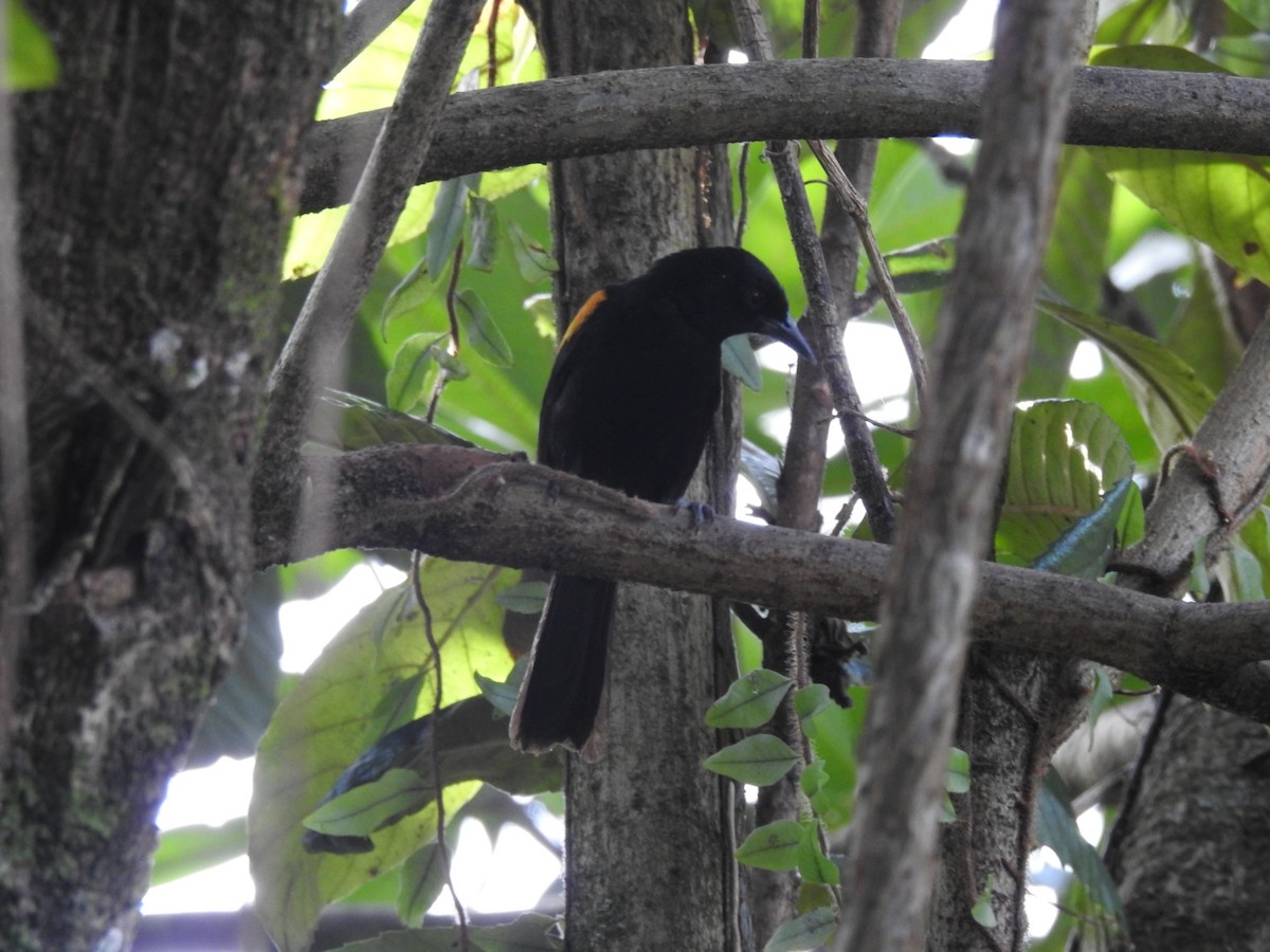 Variable Oriole - ML639883531