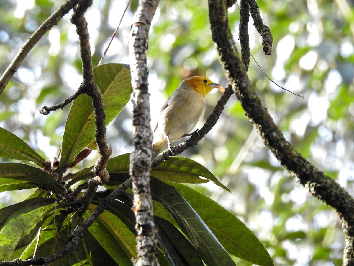 Orange-headed Tanager - ML639883539