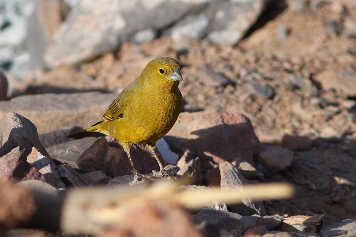 Greenish Yellow-Finch - ML639883547