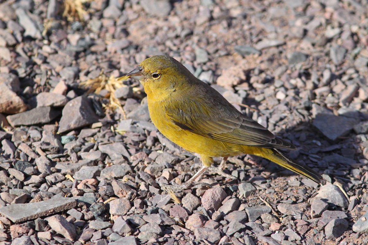 Greenish Yellow-Finch - ML639883548